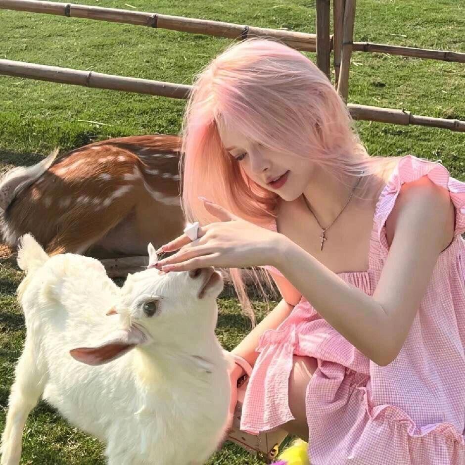 小羊羔