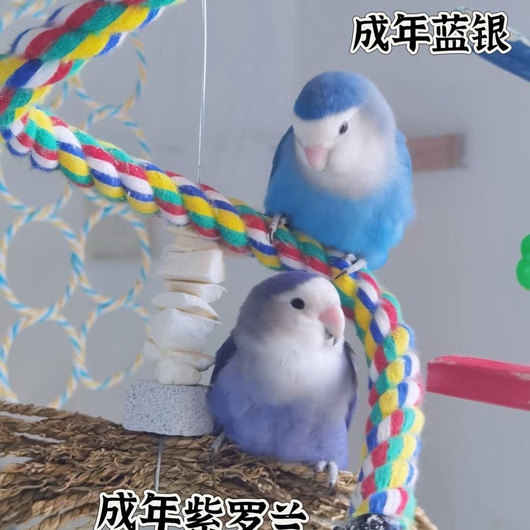 鹦歌鹉