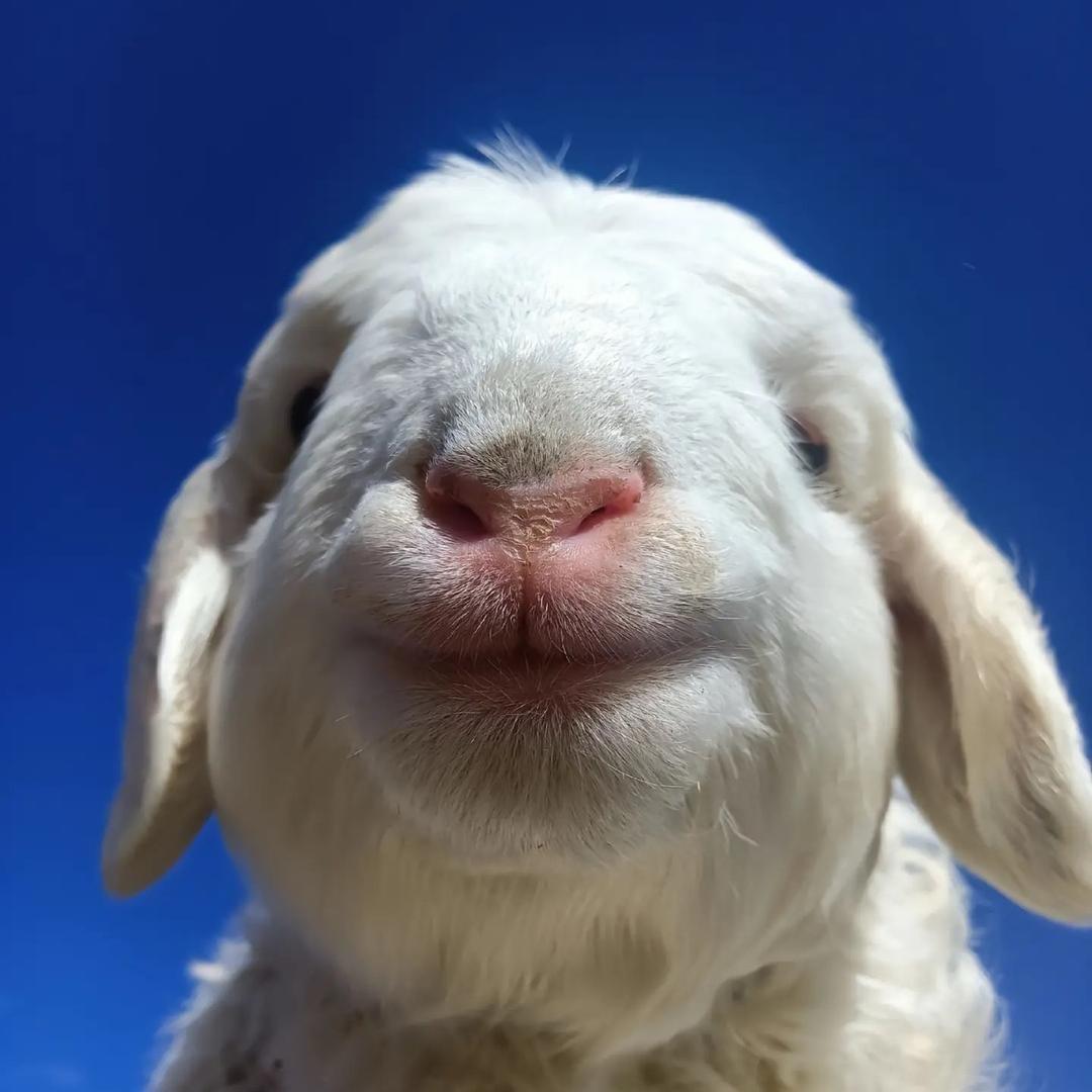 咩咩🐑🦙