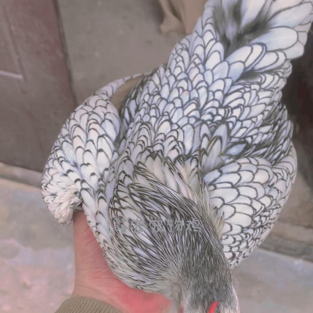 萌宠宠物鸡
