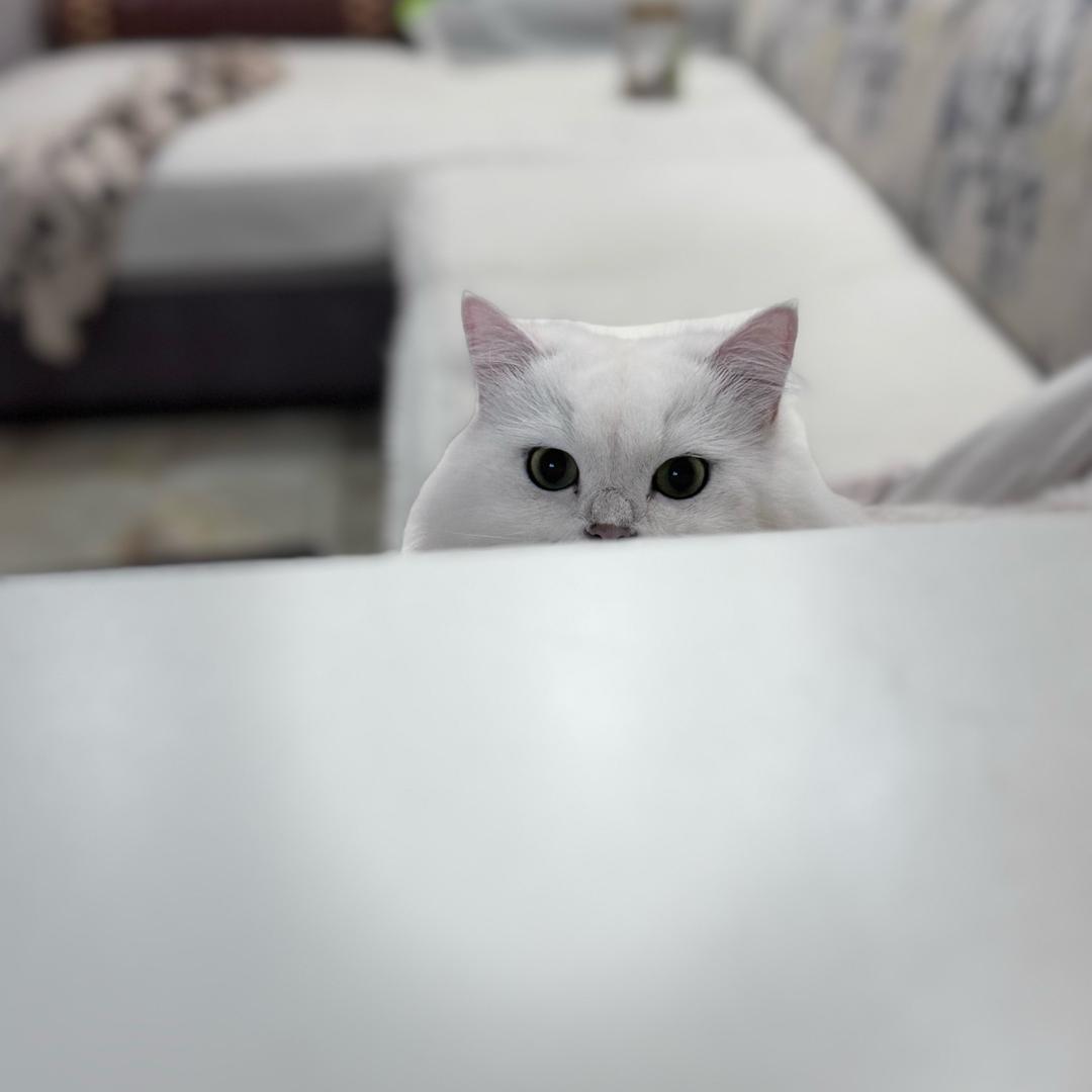 小跳的躺平生活