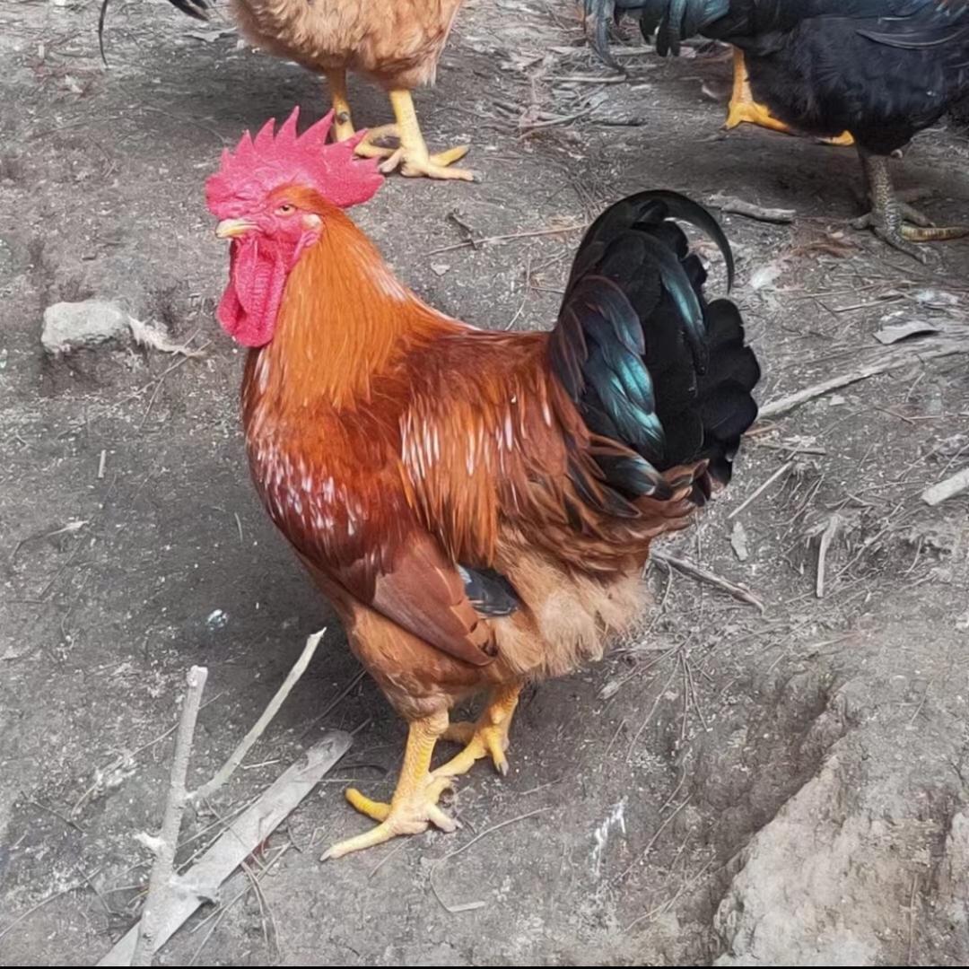 闽南传承