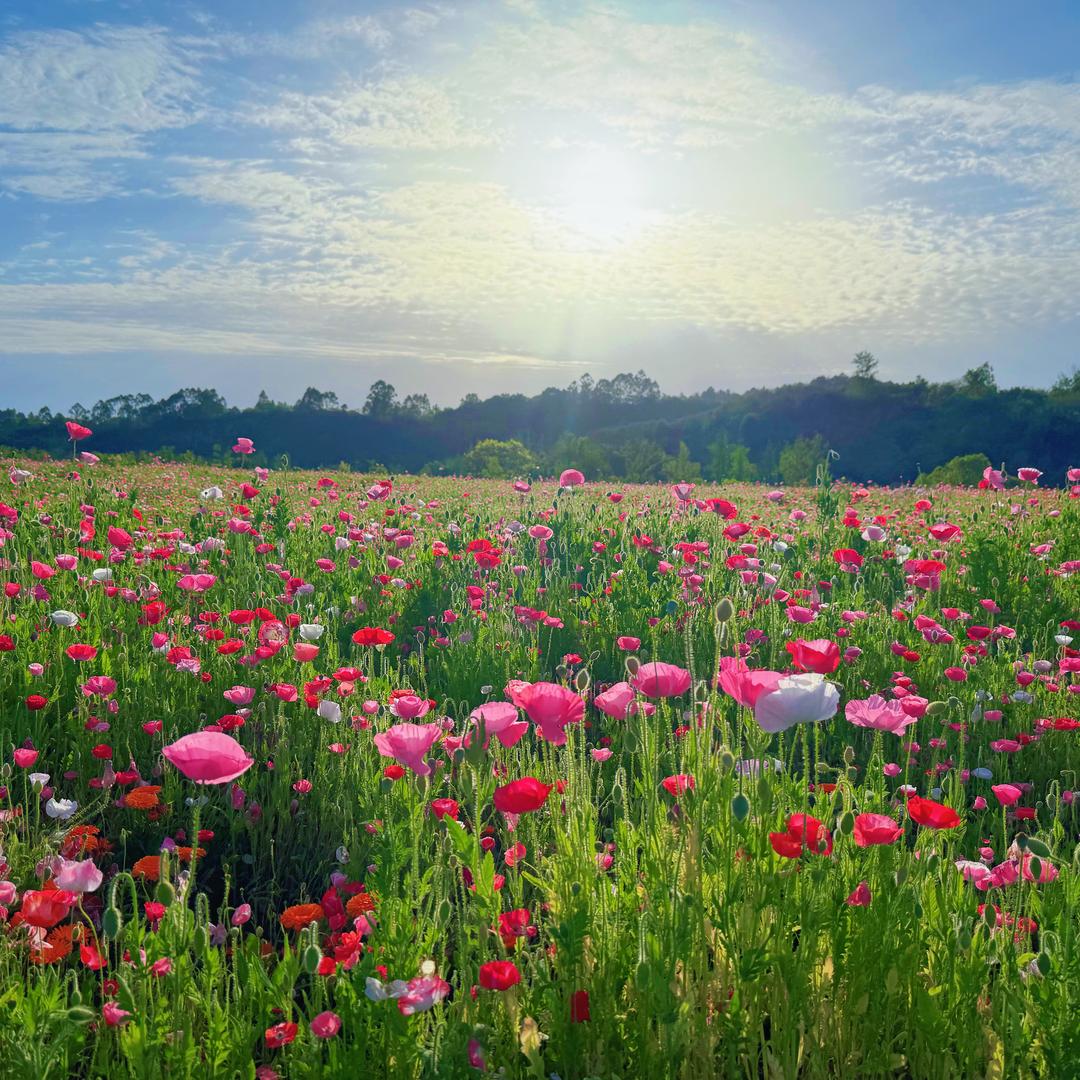 🌺海棠花未眠🌺