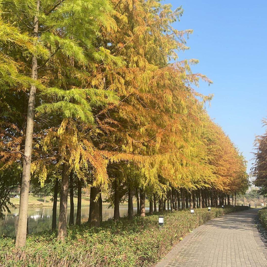 加了西米的杨枝甘露