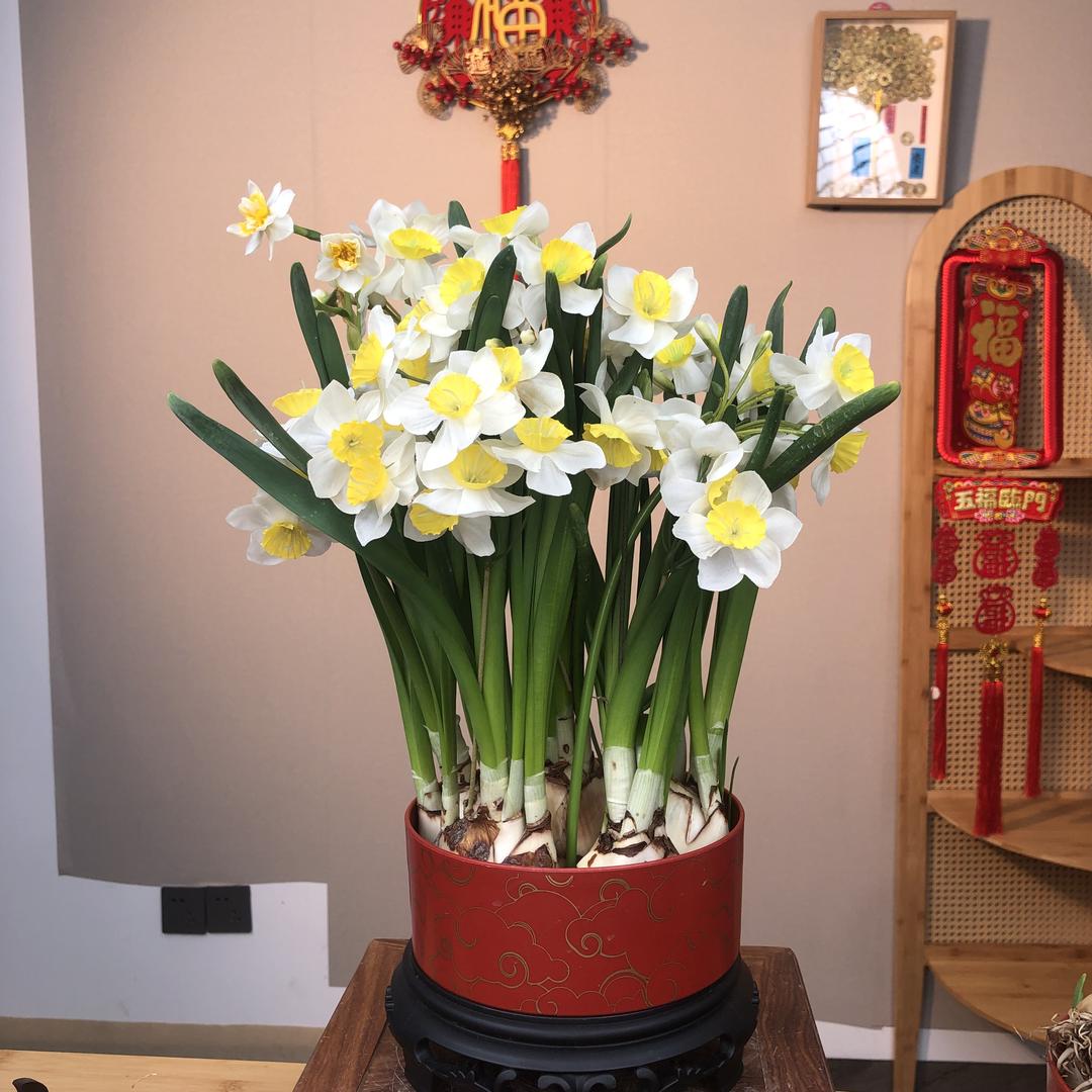 寻香水仙花～源头基地直发