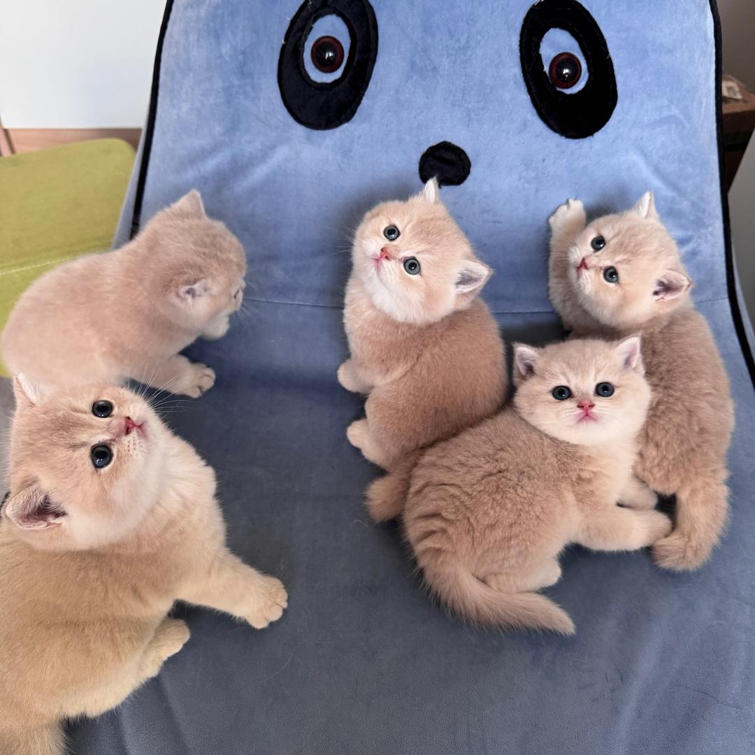 小玉今天喂猫了吗