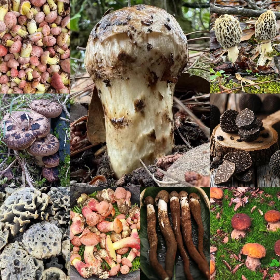 小明甄选野生菌土特产