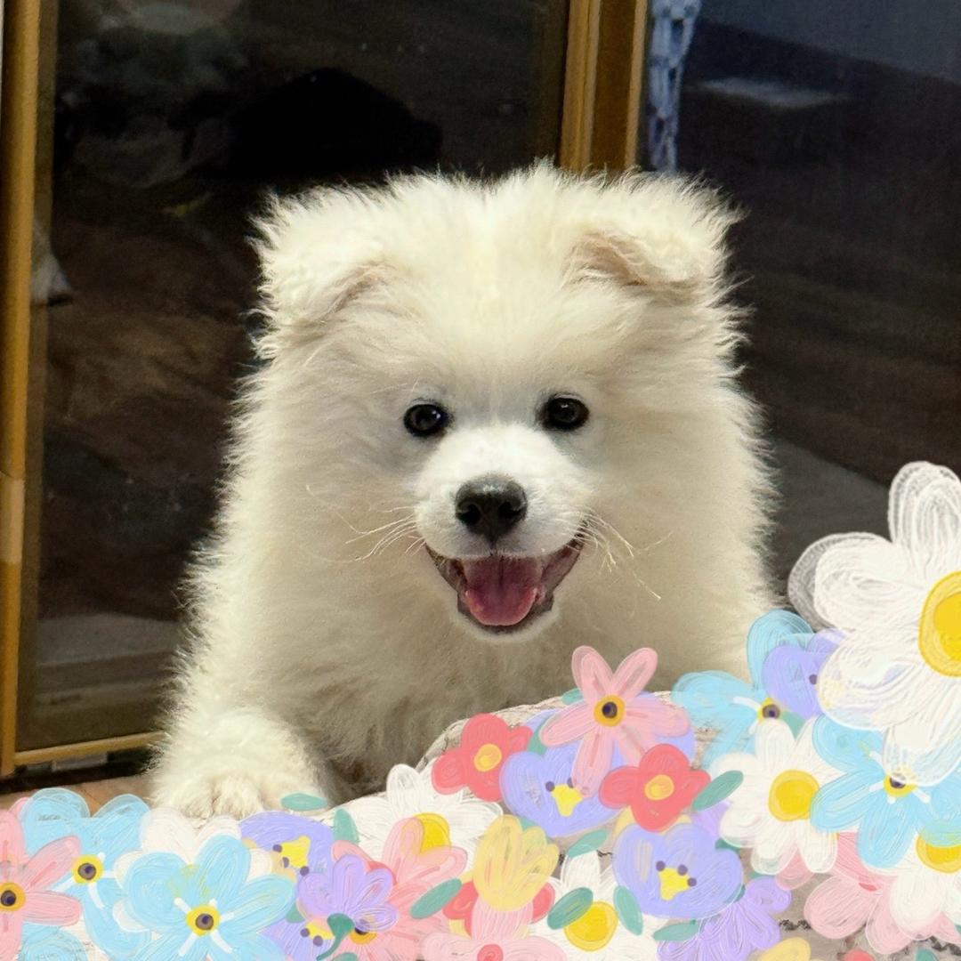QQ糖