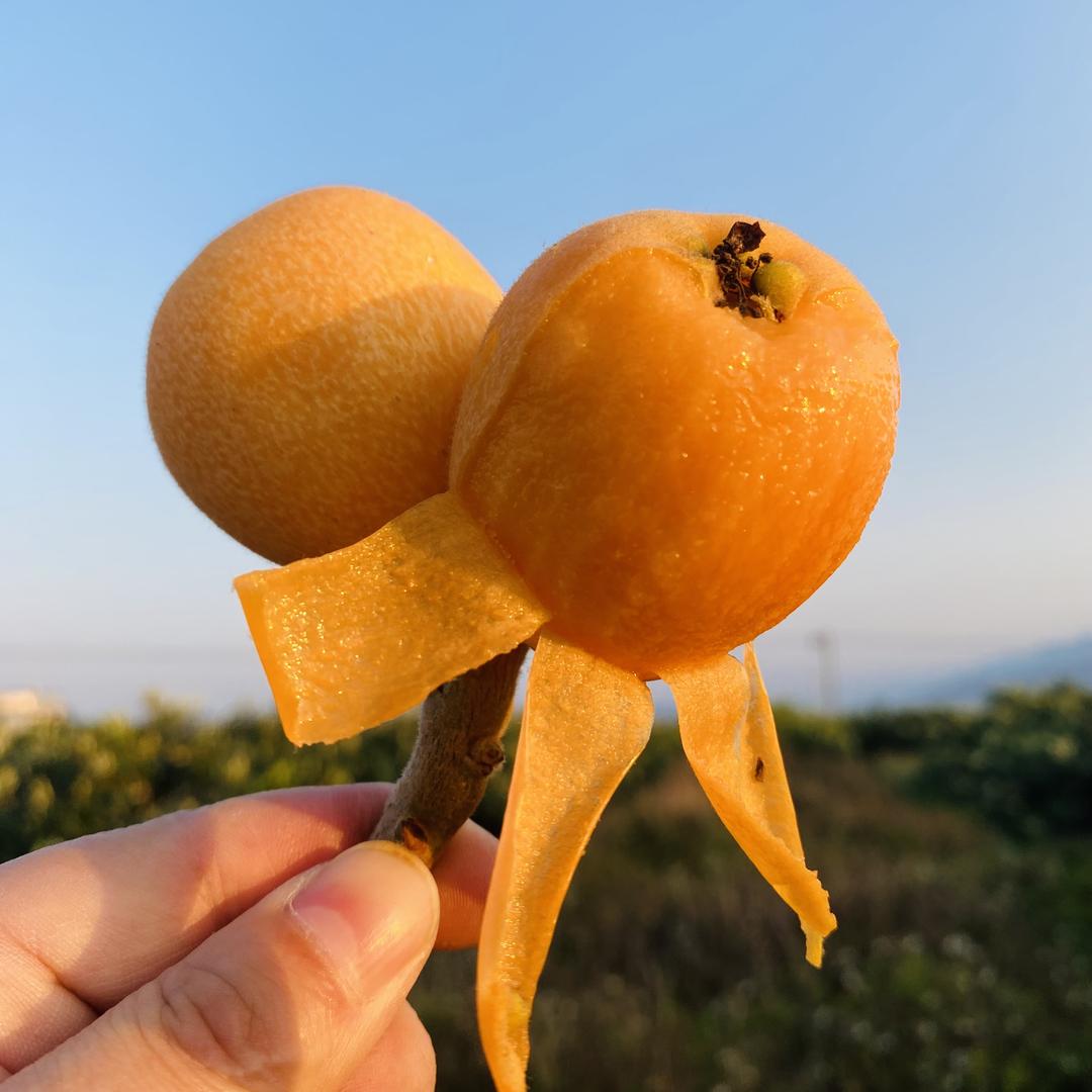 源来果蔬正选