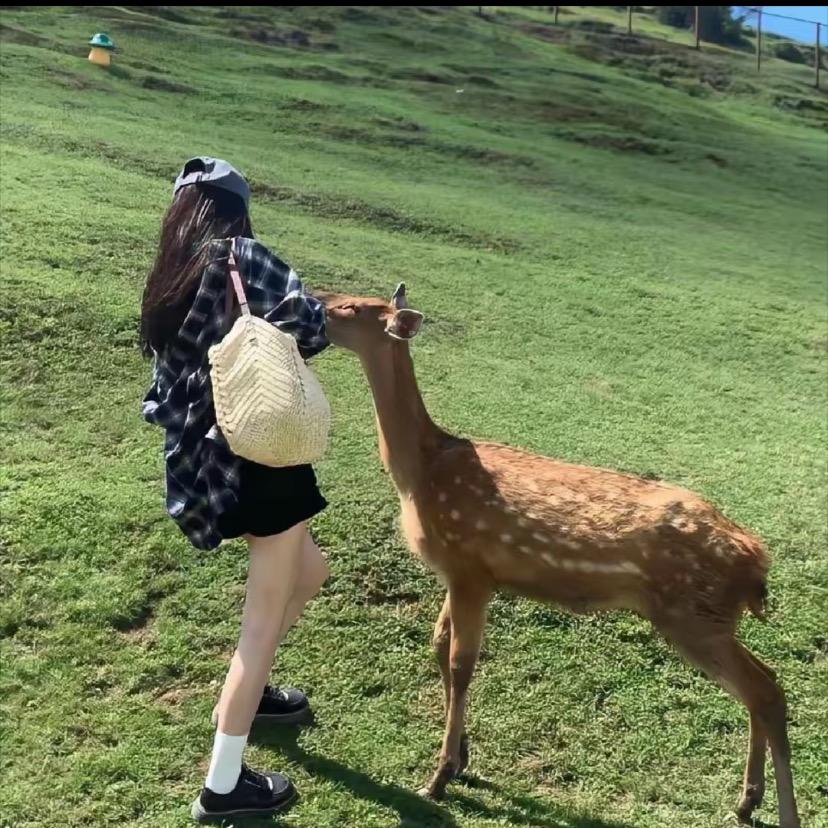 小猫艾吃鱼