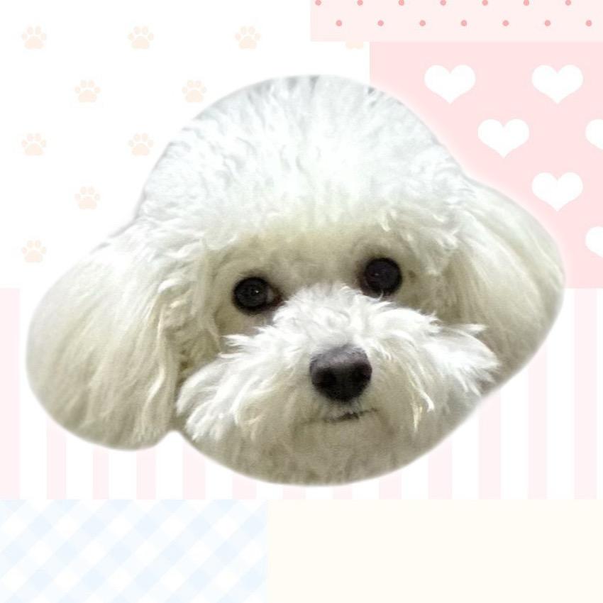 小猪爱白菜