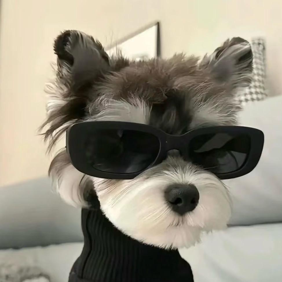小狗说忘忘𝙯ᙆ
