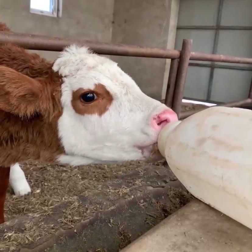 小敏子的🐮🐑🐶🐣🐷🦢