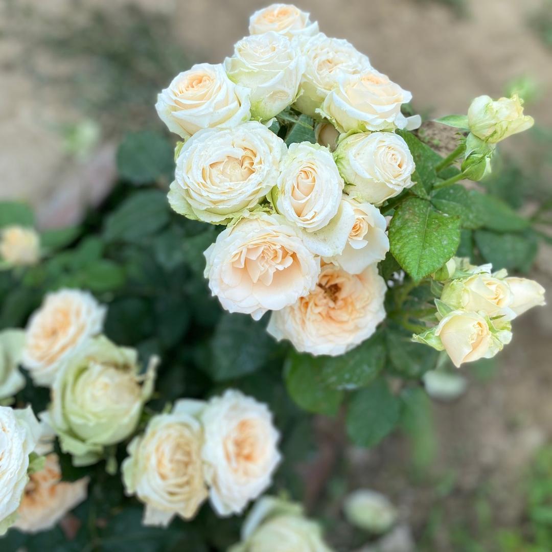 ☞只想好好爱你💐☜