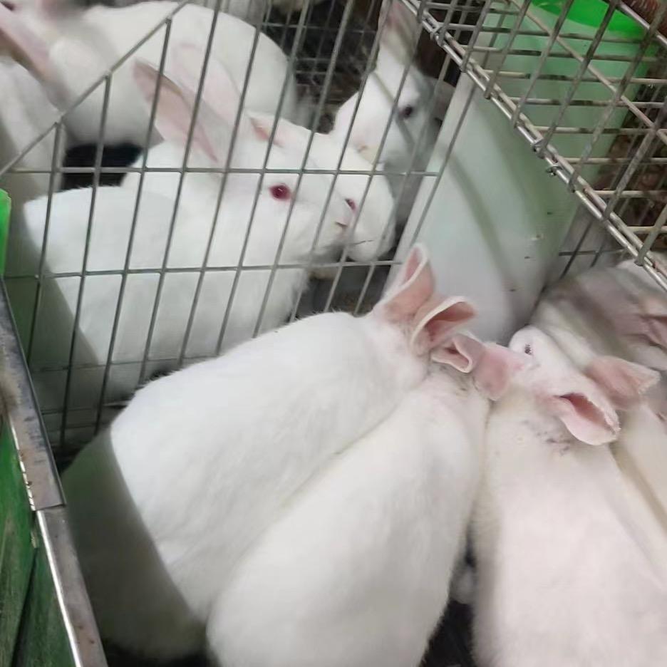 燕子养兔日常生活