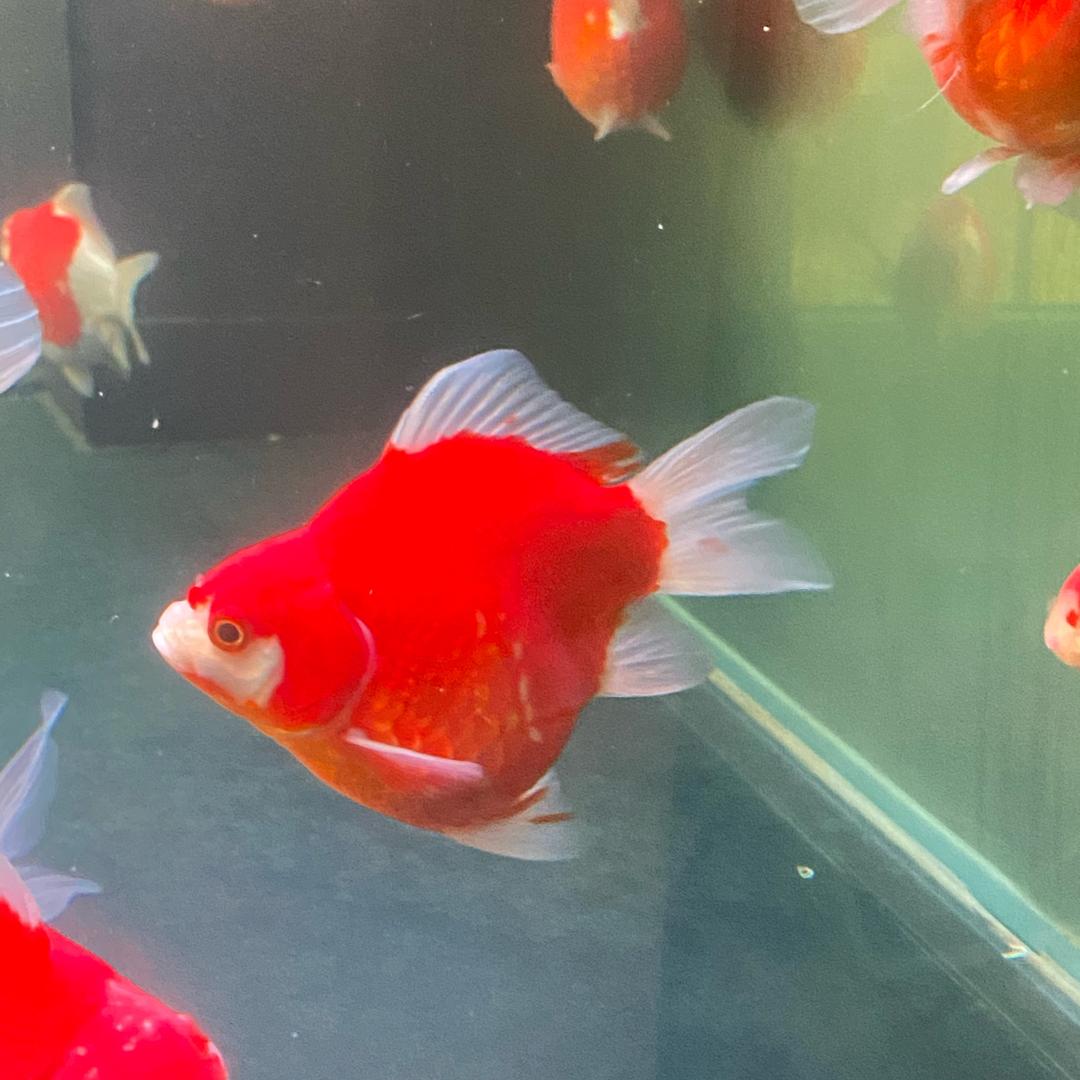 遥望那棵溜星
