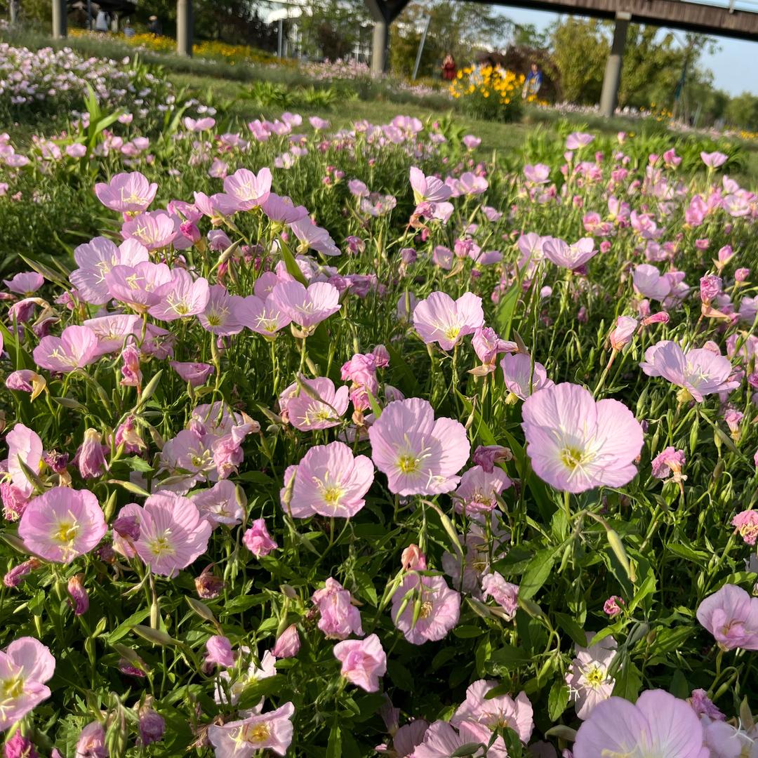 @没心没肺，活着不累
