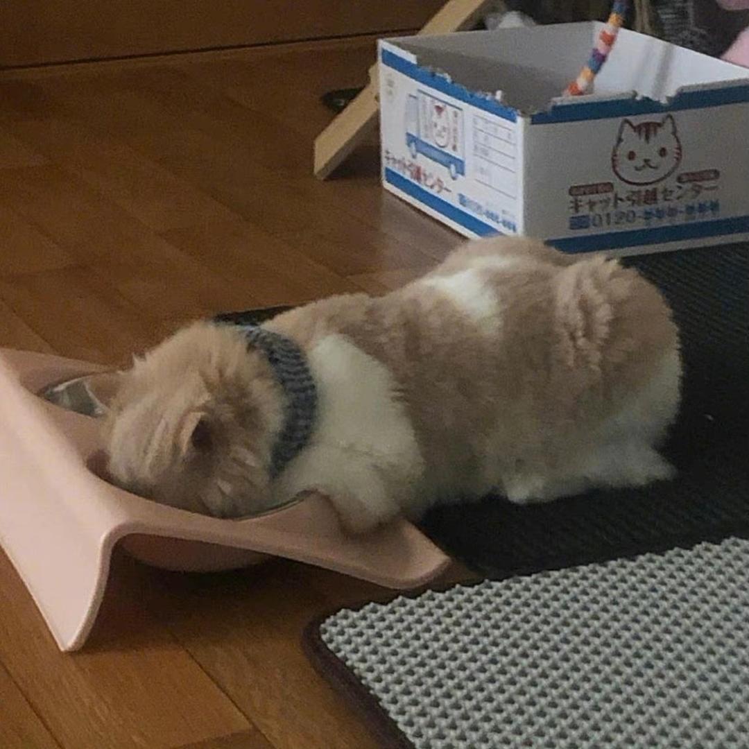云野桑桑