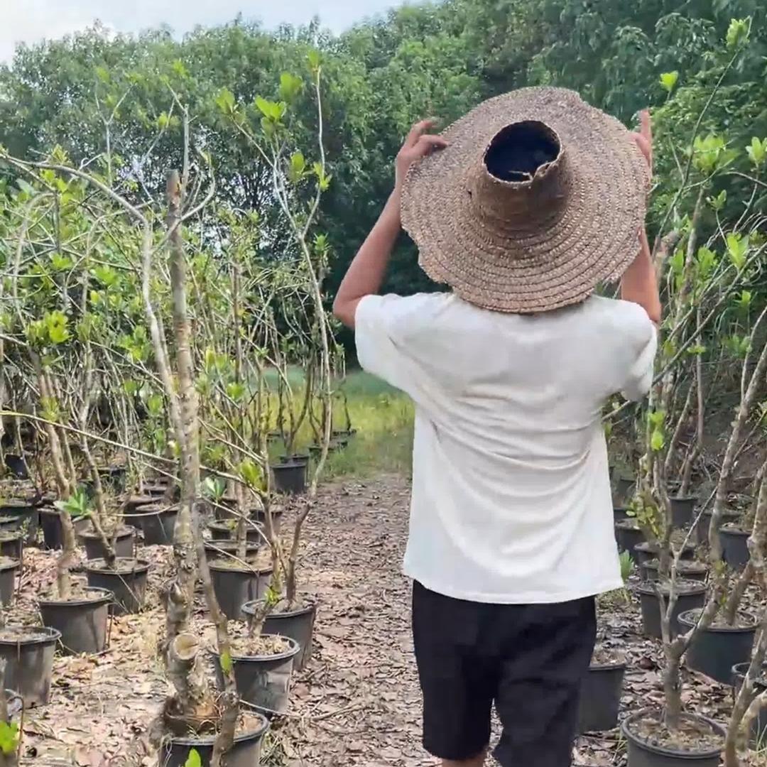 正植青年