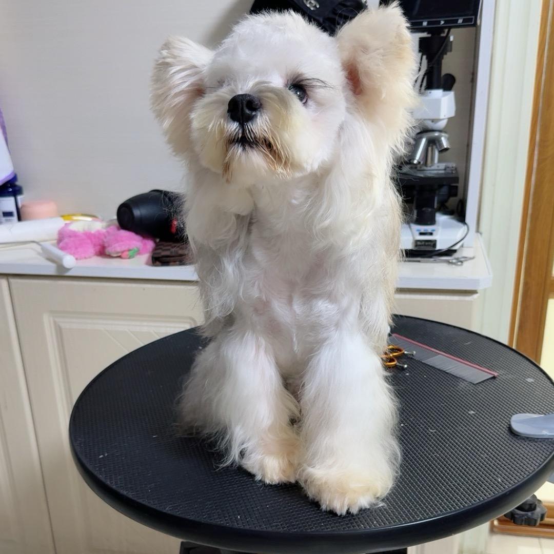 葫芦岛精品雪纳瑞犬舍（直播号）