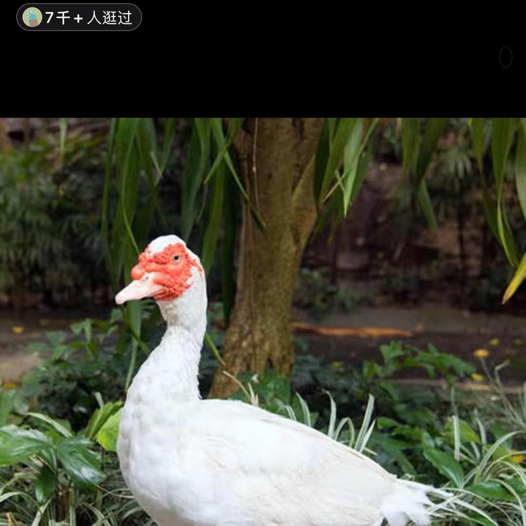 活禽小店