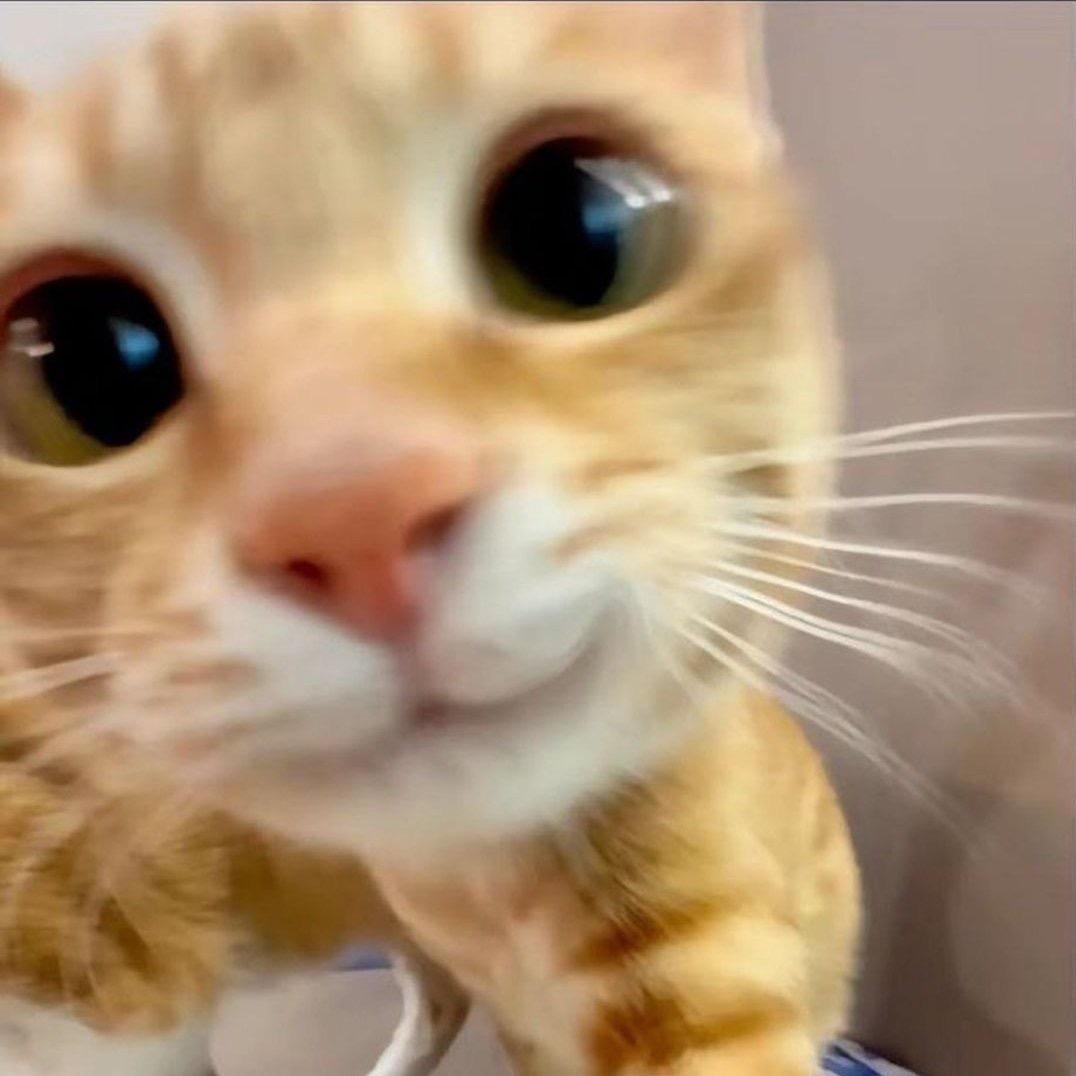 秃顶的阿瓦达啃大瓜