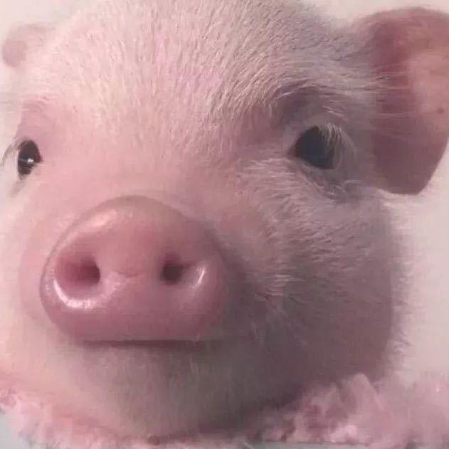 兴旺猪肉总批发