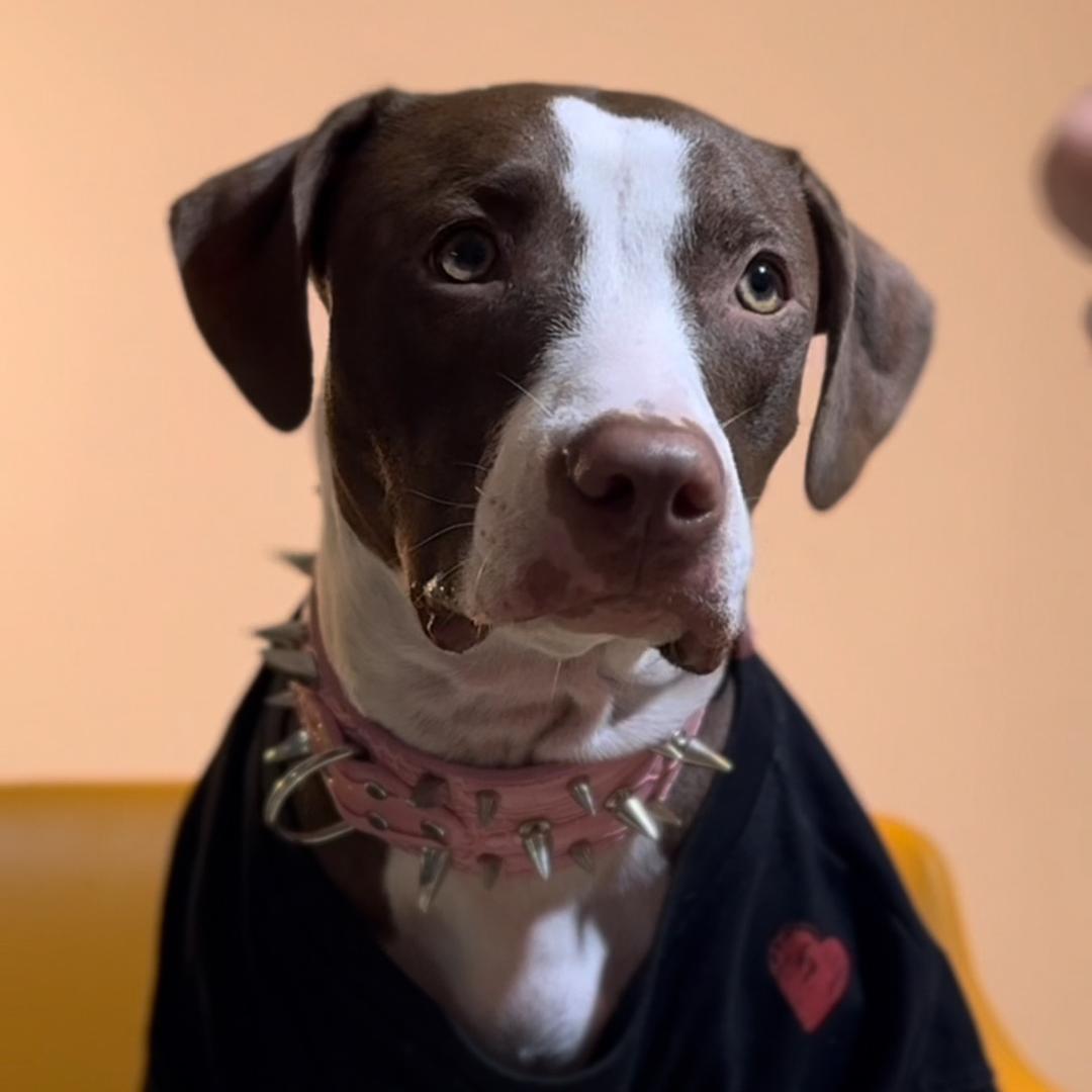 暴躁的咖啡（比特犬）