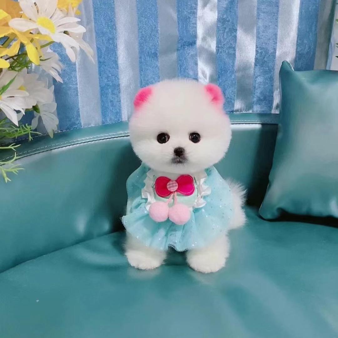 小小博美茶杯犬