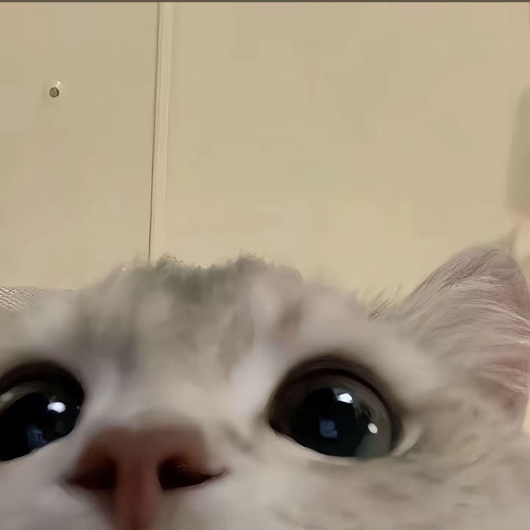 喵喵雪绵冰🐱