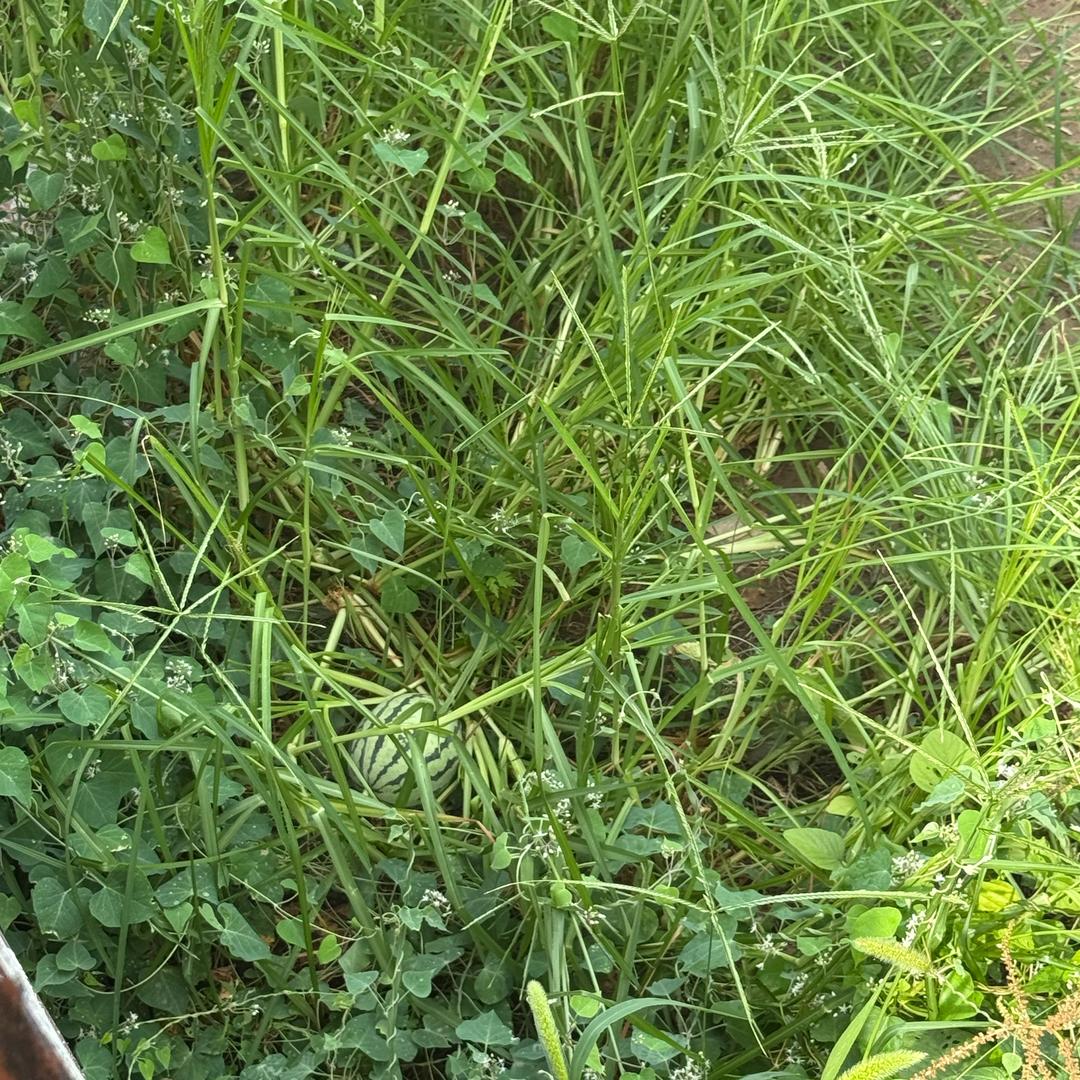 李总团队