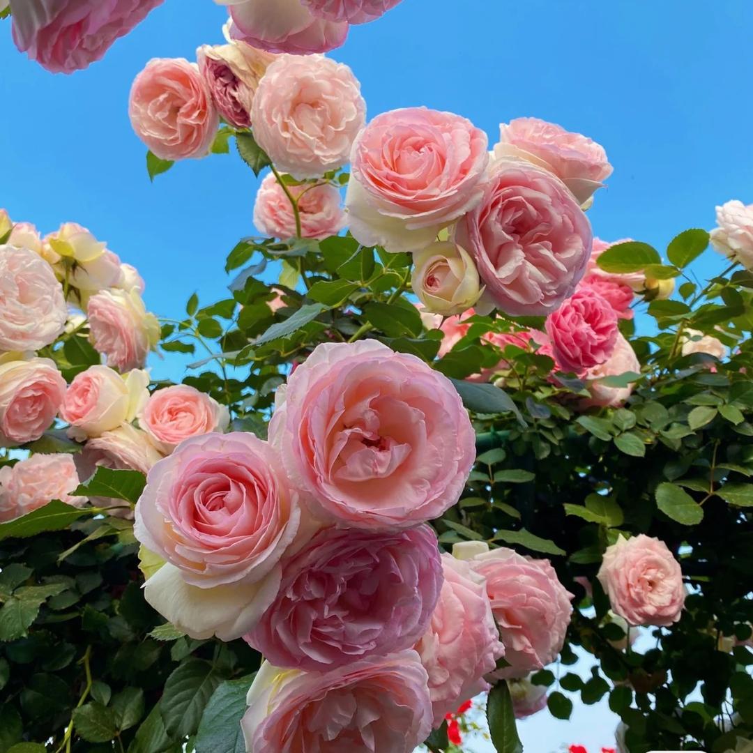静语观花企业店