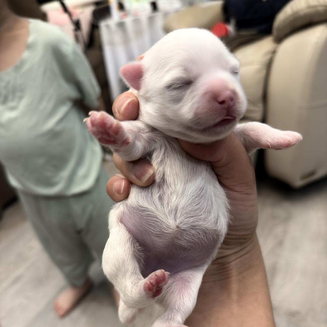 湖北萌萌宠物严选店