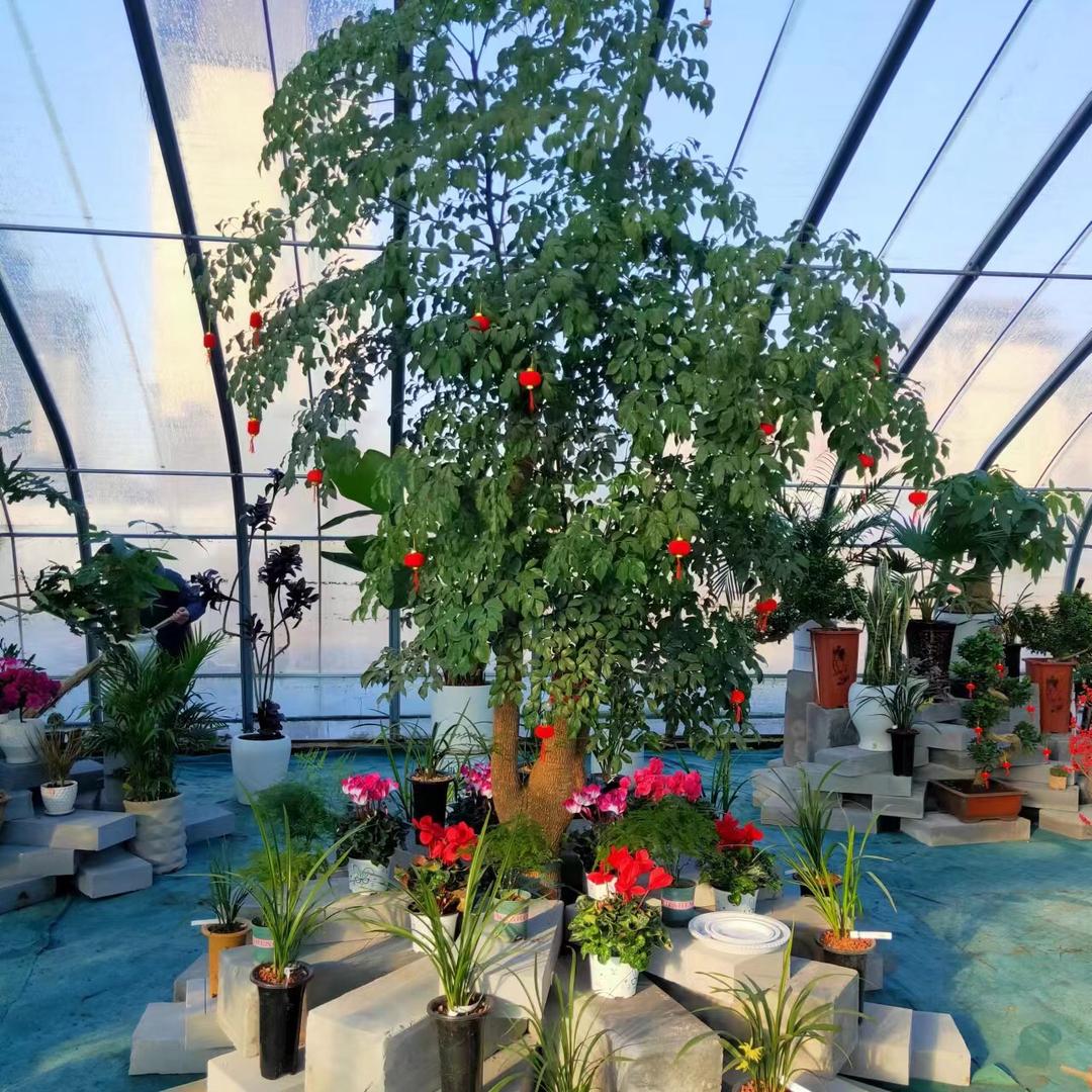 精品绿植仓