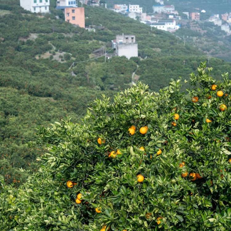 祖兵果园直采