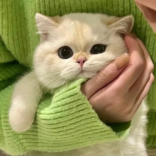 凌晨z