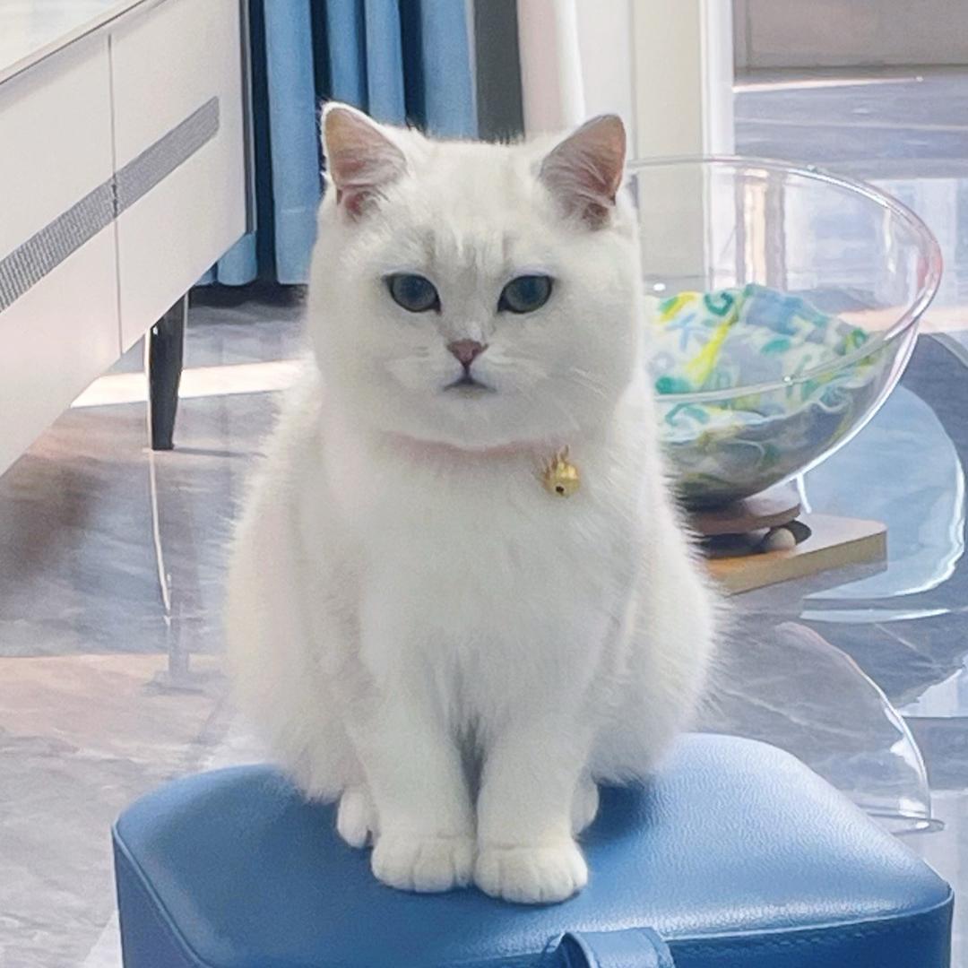 糖果是只猫