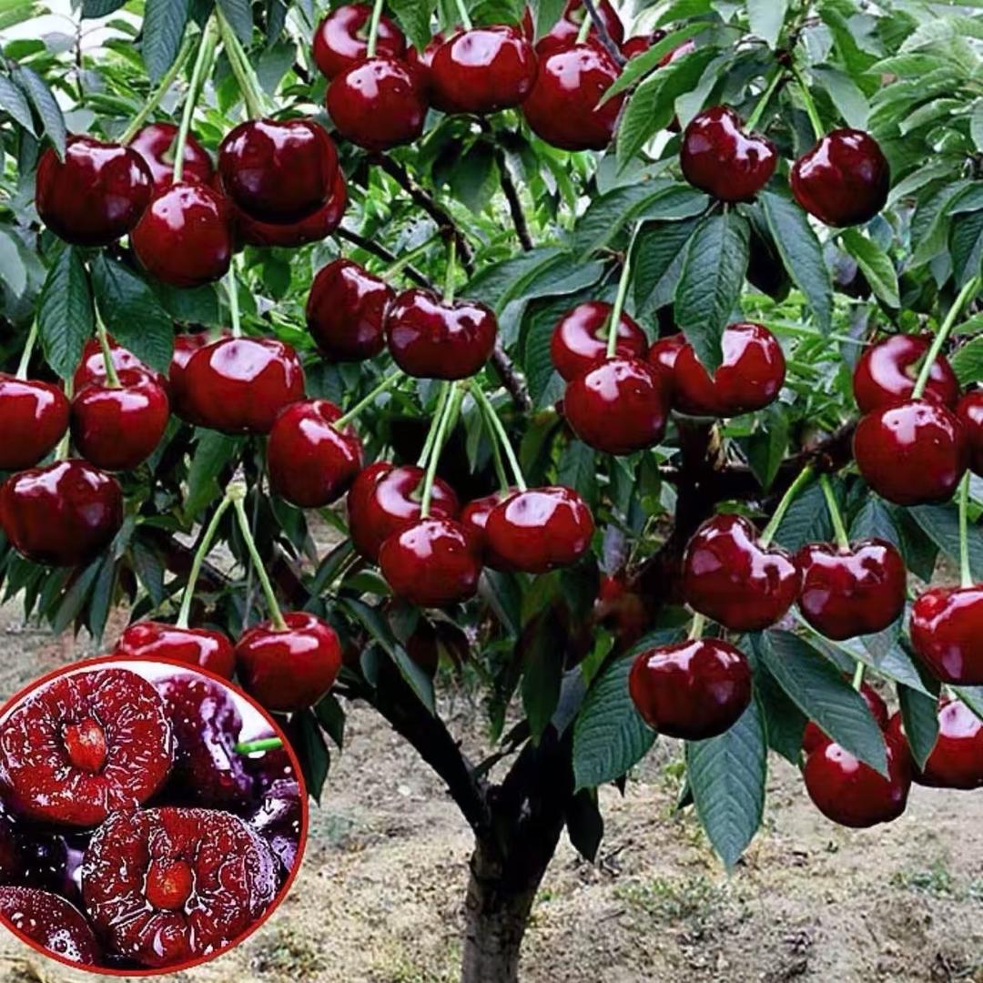 亿鑫果树苗木专营店甄选