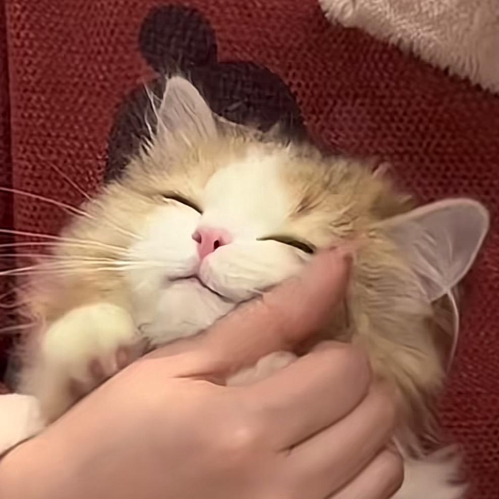 猫狸梅