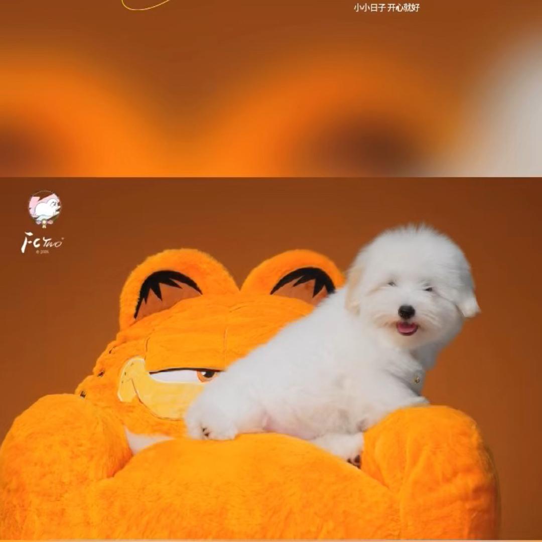 麦乐萌（深圳）棉花面纱犬