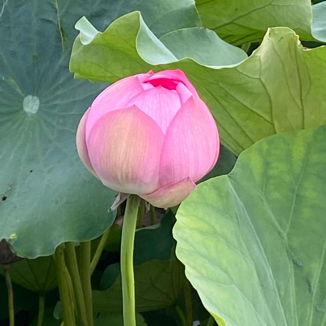 蒲公英