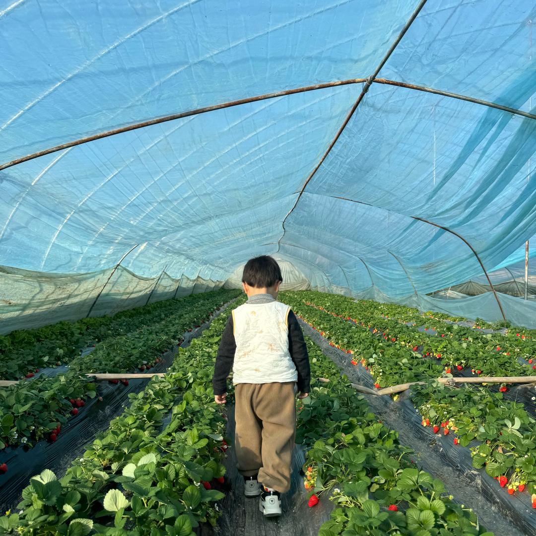 南仔的向日葵🐧