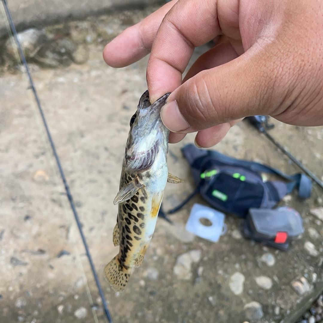 禧玛诺未签约钓手