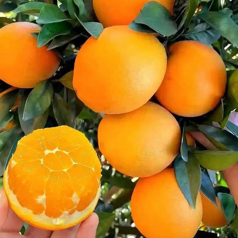 东花坛小李同学