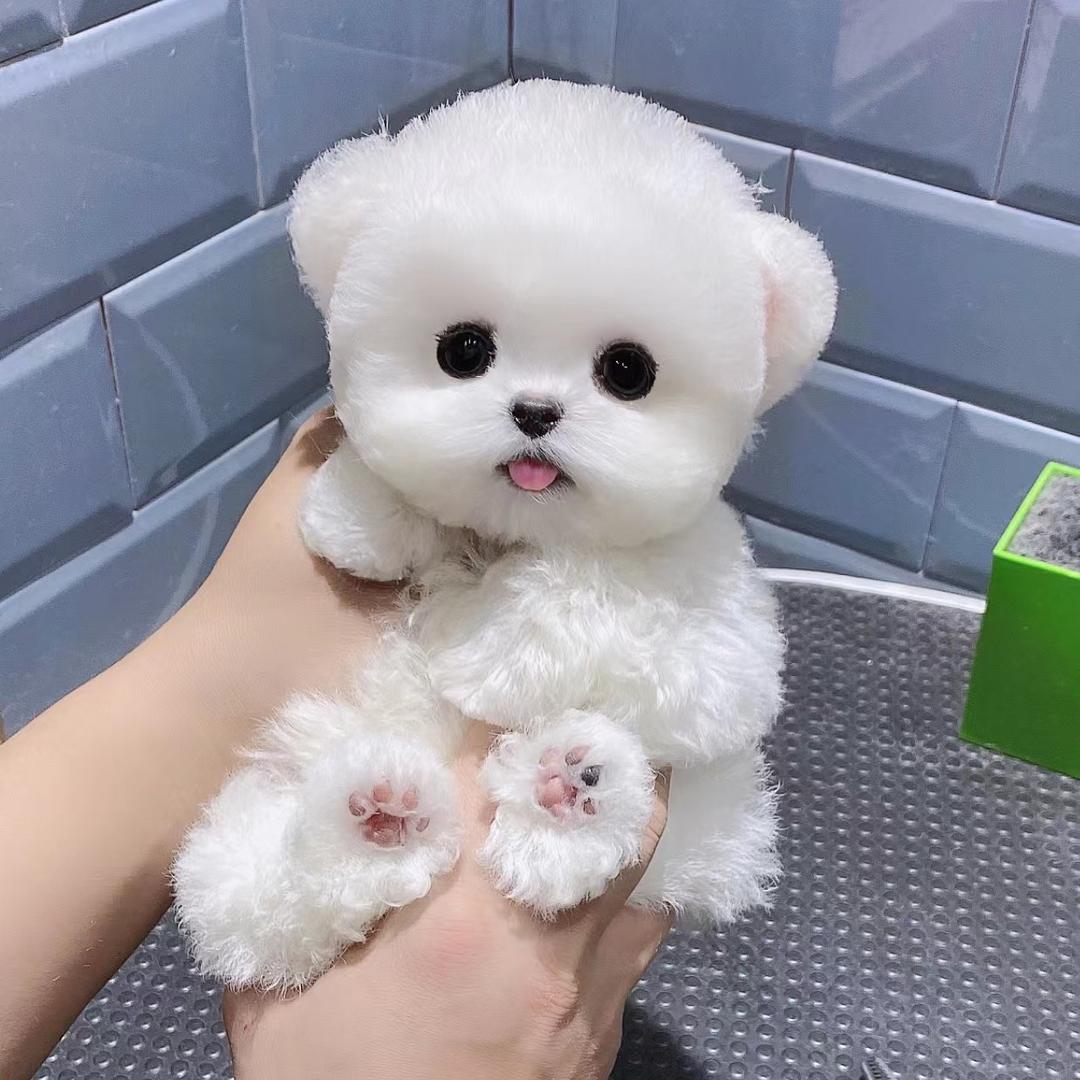 乐乐萌宠宠物店@抖音