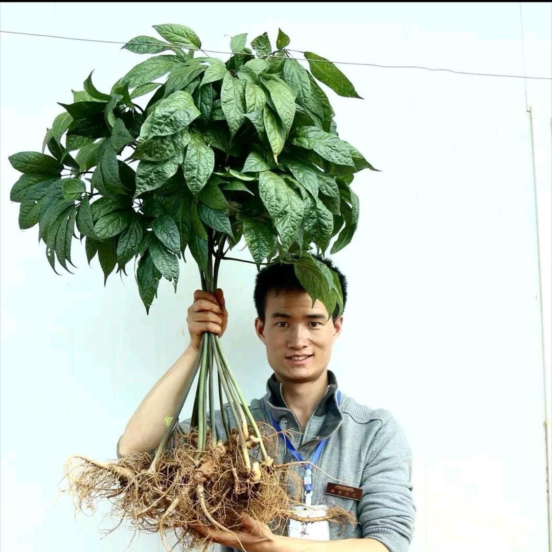 回农村自建中式三合院