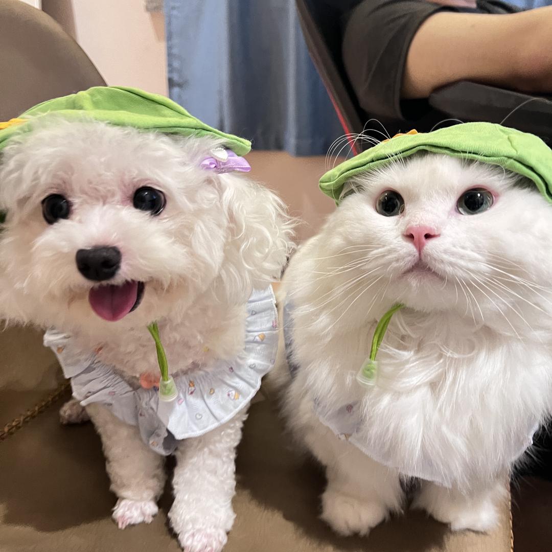 小蛙