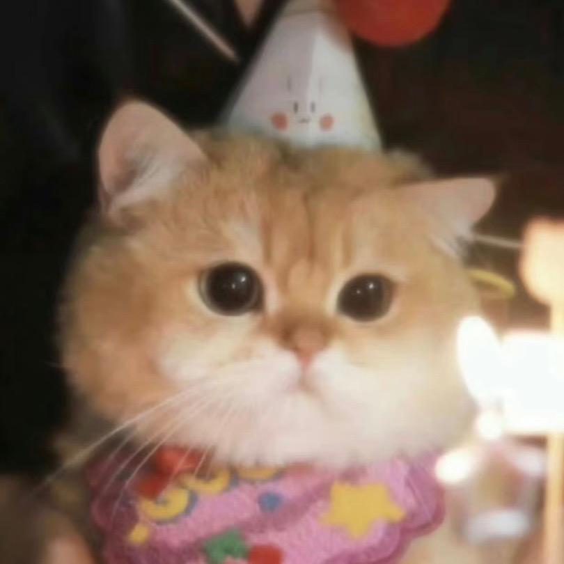 奶牛猫薄荷