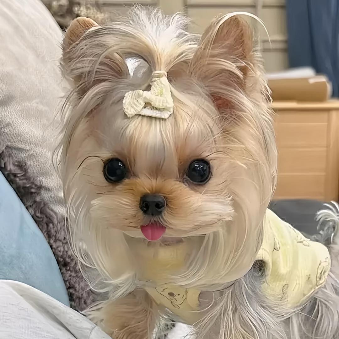 大熊的韩系小狗