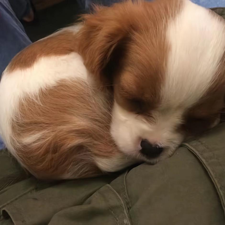 悲伤小椰子